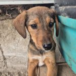 Mischling Otto, 08/2025, Endgröße ca. 45-50 cm