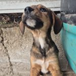 Mischling Otto, 08/2025, Endgröße ca. 45-50 cm