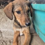 Mischling Otto, 08/2025, Endgröße ca. 45-50 cm