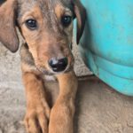 Mischling Otto, 08/2025, Endgröße ca. 45-50 cm