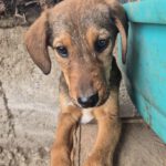 Mischling Otto, 08/2025, Endgröße ca. 45-50 cm