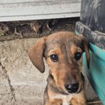 Mischling Otto, 08/2025, Endgröße ca. 45-50 cm