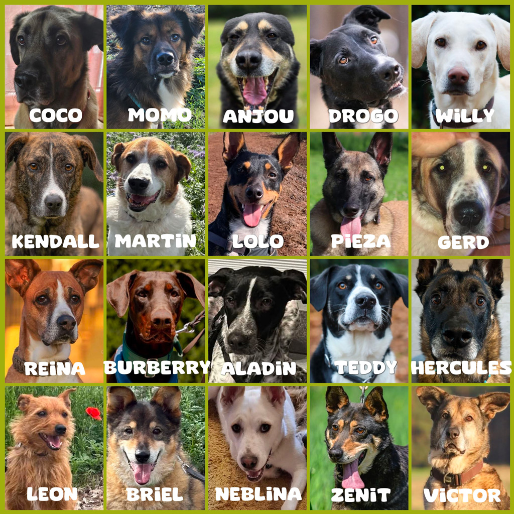 Unterstützung Pensionspatenschaften