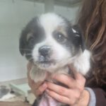 Mischling Pepe, 09/2025 Endgröße ca. 35-40cm