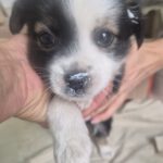 Mischling Pepe, 09/2025 Endgröße ca. 35-40cm