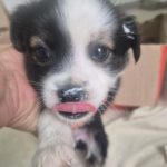 Mischling Pepe, 09/2025 Endgröße ca. 35-40cm