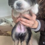 Mischling Pepe, 09/2025 Endgröße ca. 35-40cm