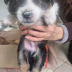 Mischling Pepe, 09/2025 Endgröße ca. 35-40cm