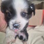 Mischling Pepe, 09/2025 Endgröße ca. 35-40cm