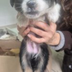 Mischling Pepe, 09/2025 Endgröße ca. 35-40cm