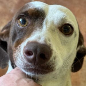 Bodeguero Mischling Pipo, 08/2023, ca. 40 cm