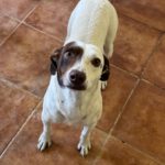 Bodeguero Mischling Pipo, 08/2023,  ca. 40 cm