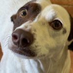 Bodeguero Mischling Pipo, 08/2023,  ca. 40 cm