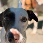 Bodeguero Mischling Pipo, 08/2023,  ca. 40 cm