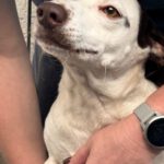 Bodeguero Mischling Pipo, 08/2023,  ca. 40 cm