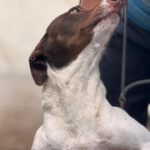 Bodeguero Mischling Pipo, 08/2023,  ca. 40 cm