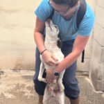 Bodeguero Mischling Pipo, 08/2023,  ca. 40 cm