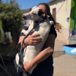 Bodeguero Mischling Pipo, 08/2023,  ca. 40 cm