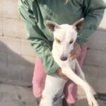 Podenco Pirata, 05/2023, ca. 45 cm