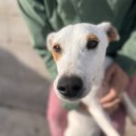 Podenco Pirata, 05/2023, ca. 45 cm