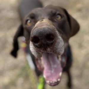 Bracke Mischling Porto, 06/2017, ca. 65 cm