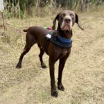 Bracke Mischling Porto, 06/2017, ca. 65 cm