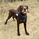 Bracke Mischling Porto, 06/2017, ca. 65 cm