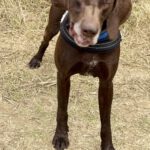 Bracke Mischling Porto, 06/2017, ca. 65 cm