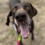 Bracke Mischling Porto, 06/2017, ca. 65 cm