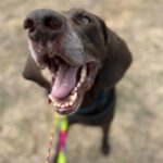 Bracke Mischling Porto, 06/2017, ca. 65 cm