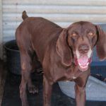 Bracke Mischling Porto, 06/2017, ca. 65 cm