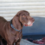 Bracke Mischling Porto, 06/2017, ca. 65 cm