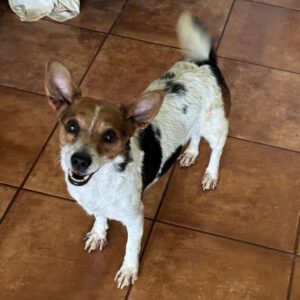 Jack Russel Mischling Rebecca, 10/2021, ca. 36 cm