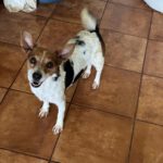 Jack Russel Mischling Rebecca, 10/2021, ca. 36 cm