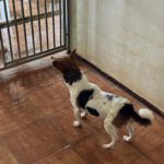 Jack Russel Mischling Rebecca, 10/2021, ca. 36 cm