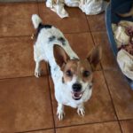 Jack Russel Mischling Rebecca, 10/2021, ca. 36 cm