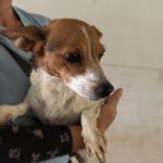 Jack Russel Mischling Rebecca, 10/2021, ca. 36 cm