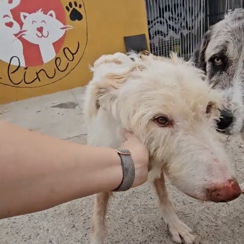 Reisebericht 2025 La Linea - Prodean von Anna-Rachel