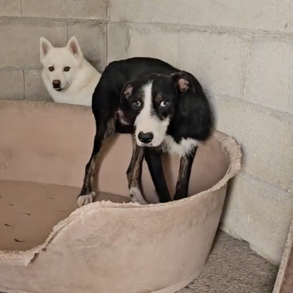 Reisebericht 2025 La Linea - Prodean von Anna-Rachel