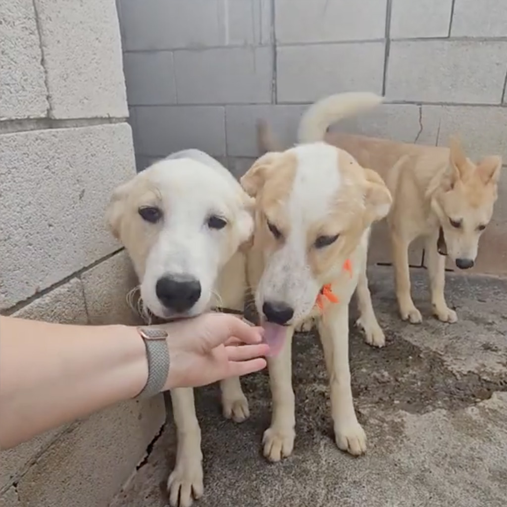 Reisebericht 2025 La Linea - Prodean von Anna-Rachel