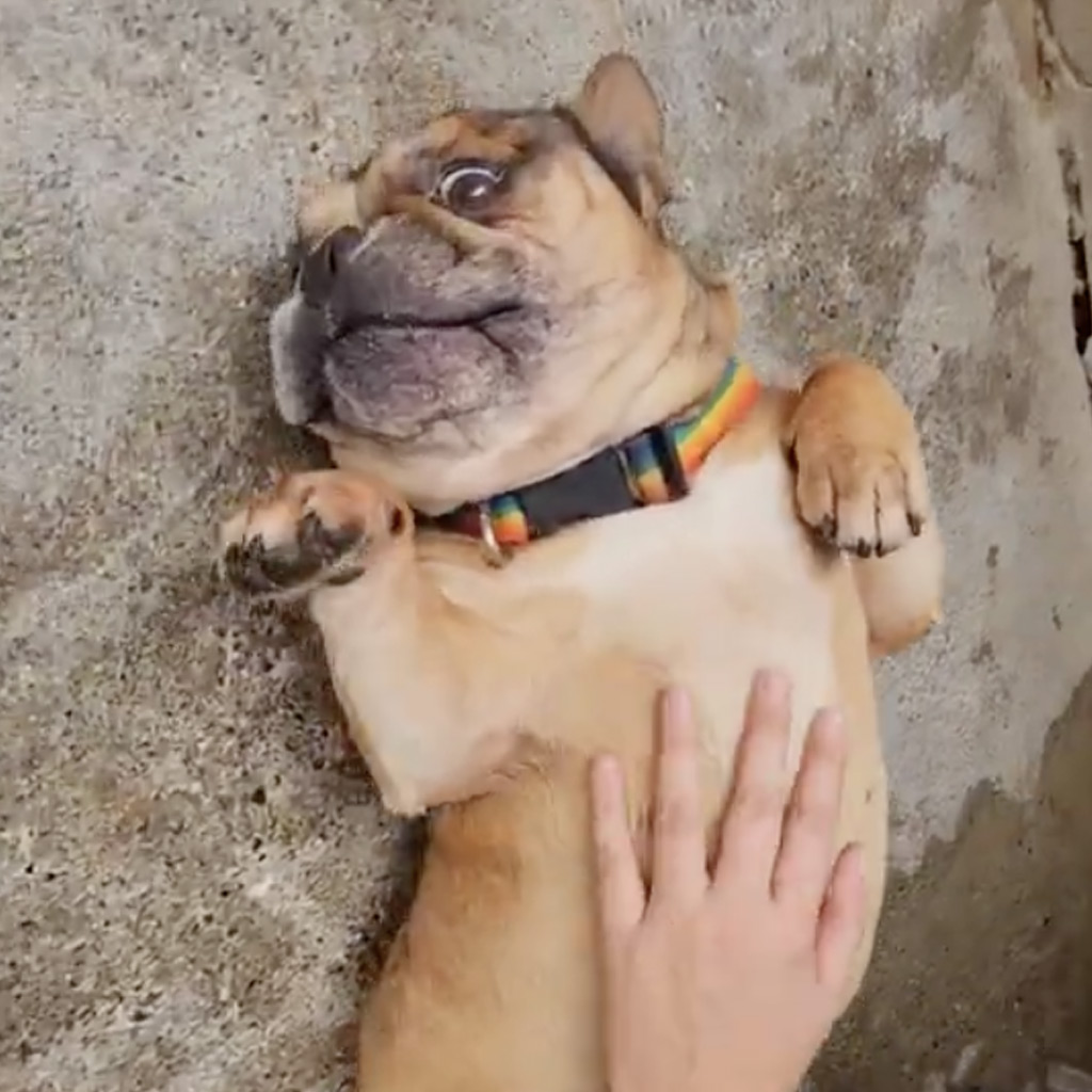 Reisebericht 2025 La Linea - Prodean von Anna-Rachel