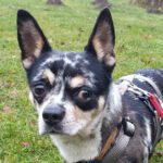 Chihuahua Mischling Ricardo, 01/2024, ca. 30 cm, 86947 Weil