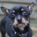 Pinscher Mischling Roy, 06/2024, ca. 20 cm, 86947 Weil