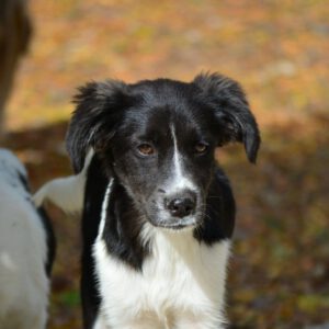 Mischling Rubble, 06/2025, Endgröße ca. 40-45 cm