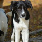 Mischling Rubble, 06/2025, Endgröße ca. 40-45 cm