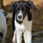 Mischling Rubble, 06/2025, Endgröße ca. 40-45 cm