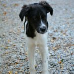 Mischling Rubble, 06/2025, Endgröße ca. 40-45 cm