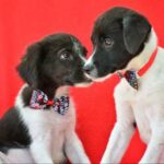 Mischling Rubble, 06/2025, Endgröße ca. 40-45 cm