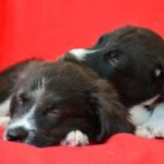 Mischling Rubble, 06/2025, Endgröße ca. 40-45 cm