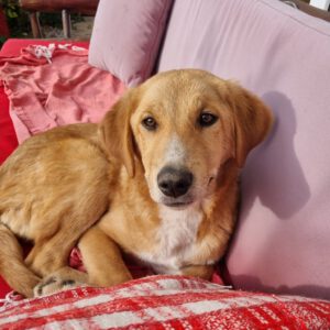 Mischling Sina, 06/2025, Endgröße ca. 58 cm, 85521 Riemerling